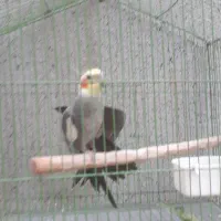 عروس هلندی نر