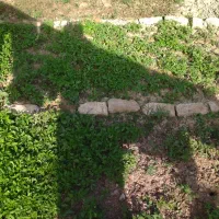 نهال گوجه|گل و گیاه طبیعی|سملقان, |دیوار