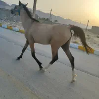 اسب دره شور
