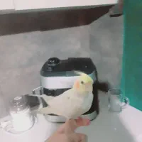 لیمو دستی و مهربون