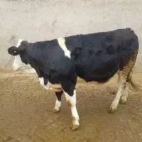 گاوگوشتی وحذفی اسینم