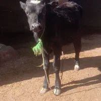 شادگان|حیوانات مزرعه|شادگان, |دیوار