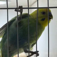 مرغ عشق رنگین کمانی نر