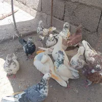 کبوتر پرشی خوب