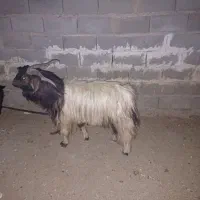 بز و کهره|حیوانات مزرعه|زرقان, |دیوار