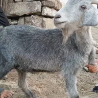 بز محلی ابستن