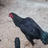 سلام دو عدد خروس ۷ ماهه|حیوانات مزرعه|اشنویه, |دیوار