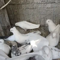 کبوترپرشی وزینتی نوک ریز|پرنده|فردیس, شهرک شهید حسینی|دیوار