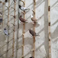 دسته ۲۲تایی|پرنده|شیراز, ارم|دیوار