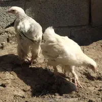 مرغ سه ماهه برهما(امپراطور)
