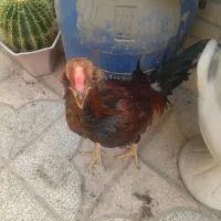 مرغ خروس لاری افغان|حیوانات مزرعه|مهریز, |دیوار