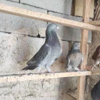 کبوتر ترکیه