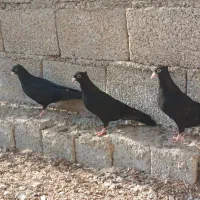 تعدادی کبوتر فروشی|پرنده|بندر گناوه, |دیوار