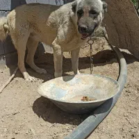 سگ سرابی نر اصیل