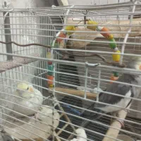 عروس هلندی جوان|پرنده|فشم, |دیوار