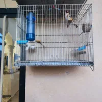 چهارسهره نربخون دوساله مست