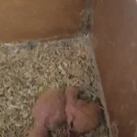 دو جفت کوتوله مولدضمانتی|پرنده|زرند, |دیوار