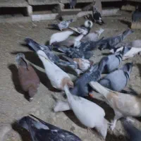 کبوتر آلمانی رنگه ابلغ سار سبز ک|پرنده|چناران, |دیوار