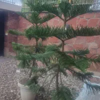 دو عدد. کاج مطبق سرحال بشاش
