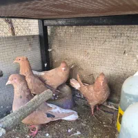 دم سفید|پرنده|جم, |دیوار