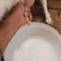 لبنیات