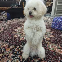 سگ شیتزو عروسکی