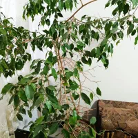 بنجامین