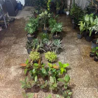 خانه گل و گیاه حضوری و آنلاین|گل و گیاه طبیعی|زرند, |دیوار