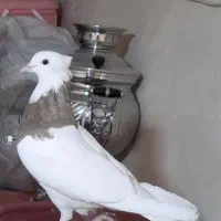 طوقی وپلاکی