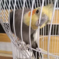 عروس هلندی|پرنده|بختگان, |دیوار