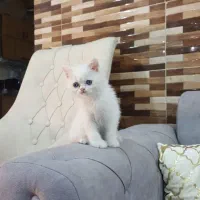 گربه اسکاتیش|گربه|اهواز, پادادشهر|دیوار