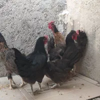 معامله با کبوتر شهرستان دشتی|پرنده|خورموج, |دیوار