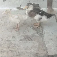 دو عدد اردک جوان