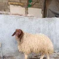 دو عدد بره قوچ زرد