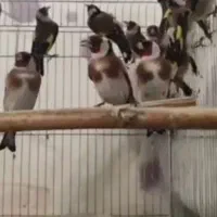 فروش۱قناری نرطلائی سوپروتعدادی سهره رسمی|پرنده|گنبد کاووس, |دیوار