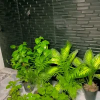 گل و گیاه یاس بانو