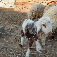 بره|حیوانات مزرعه|ازگله, |دیوار