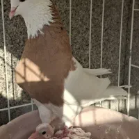 طوقی امیر|پرنده|شاهین‌شهر, شیخ بهایی|دیوار