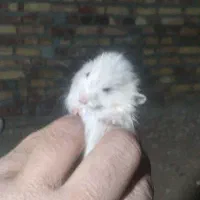 خرگوش.وهمستر|موش و خرگوش|سنندج, |دیوار