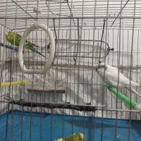 مرغ عشق|پرنده|ارومیه, |دیوار