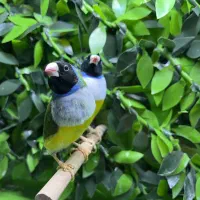 فنچ گلدین نر