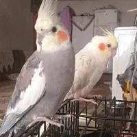 عروس هلندی جفت