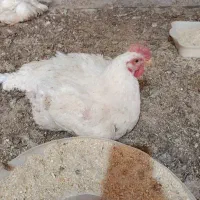 مرغ زنده تاریخ 1/26