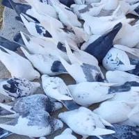 کبوتر خانگی