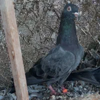 کفترپاکستانی|پرنده|قشم, |دیوار