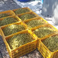 کارگاه فراوری و پخش زیتون