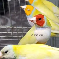 فنچ گلدین|پرنده|تبریز, |دیوار