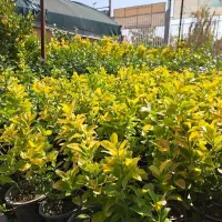 شمشاد طلایی سطل ۳|گل و گیاه طبیعی|شهریار, شهریار|دیوار