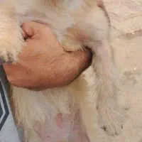 گمشده