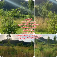 1284-متر-واقع-در-خسرومحله